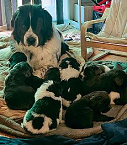 GORGEOUS NEWFOUNDLAND PUPPIES