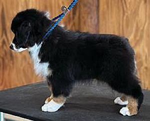 AKC MINIATURE AMERICAN SHEPHERD TRI MALE
