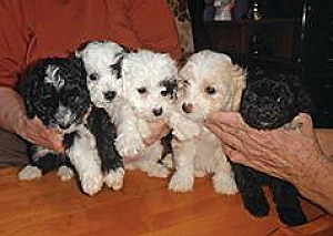 THREE CHRISTMAS TERRI-POO PUPPIES