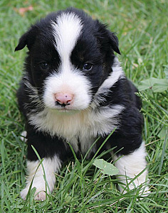 BLACK TRI AUSSIE FEMALE PUPPIES