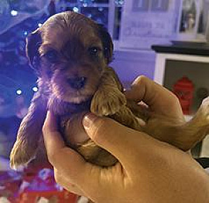 CHRISTMAS YORKIE PUPPIES!