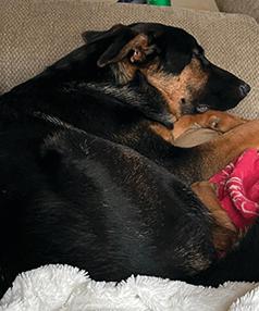 GERMAN SHEPHERD/ DOBERMAN MIX YOUNG DOGS