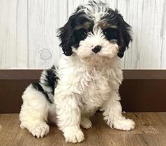 YOUNG FEMALE CAVAPOO
