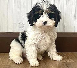 YOUNG FEMALE CAVAPOO