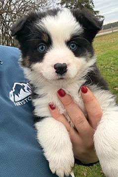 MINIATURE AUSTRALIAN SHEPHERD PUPPIES READY TO GO!