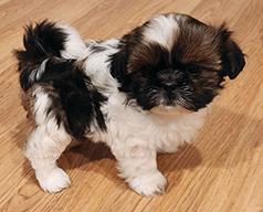 MALTE-TZU PUPPIES