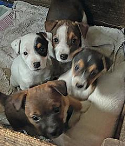 JACK RUSSELL PUPPIES, JUST IN TIME FOR CHRISTMAS!
