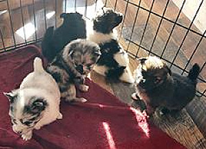 PUREBRED POMERANIAN PUPPIES