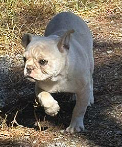 CHRISTMAS SPECIAL! ENGLISH FRENCH BULLDOG PUPPIES