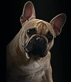 RETIRED SHOW FRENCH BULLDOGS