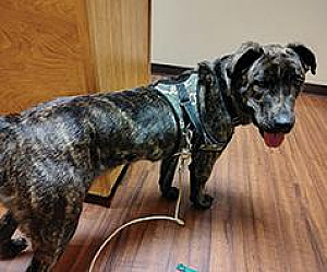 FOUND CATTLE DOG/ SHEPHERD MIX