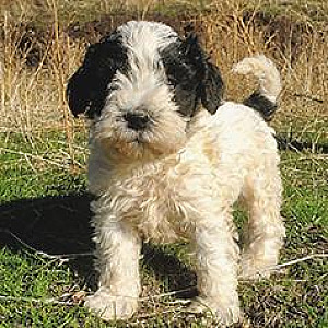 MINIATURE CHRISTMAS SCHNOODLE PUPPIES READY NOW!