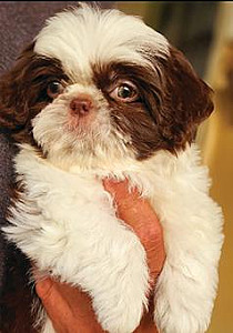 MINI CHOCOLATE LIVER SHIH TZU PUPPY