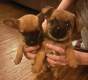 CHIHUAHUA & POODLE MIX PUPPIES