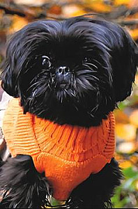 REG. SHIH TZU PUPPIES