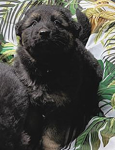 PUREBRED GERMAN SHEPHERD PUPPIES AKC REGISTERED