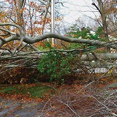 HAVE DOWNED TREES?
