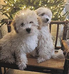 MALTIPOO PUPPIES