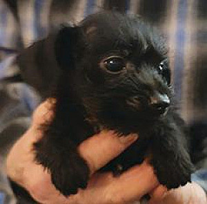 CHRISTMAS PUPPIES READY FOR NEW HOMES