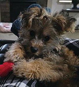FEMALE YORKIE POO