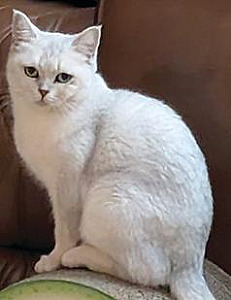 PETITE GREEN-EYED BEAUTY