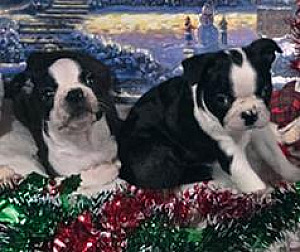 TWO MALE AKC REG. BOSTON TERRIERS