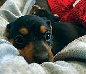 BLACK & TAN MINIATURE DACHSHUND PUPPIES