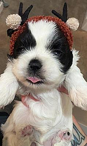 ADORABLE FULL-BREED SHIH TZUS