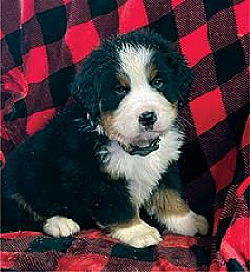 BERNESE MOUNTAIN DOG PUPPIES!