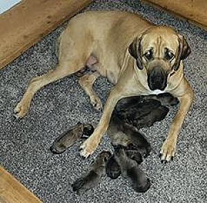 GLADIATOR MASTIFF PUPPIES