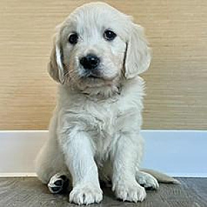GOLDEN RETRIEVER PUPPIES
