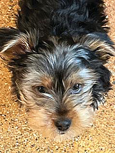 YORKIE PUPPIES