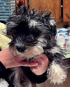 FEMALE MINIATURE SCHNAUZER PUPPY