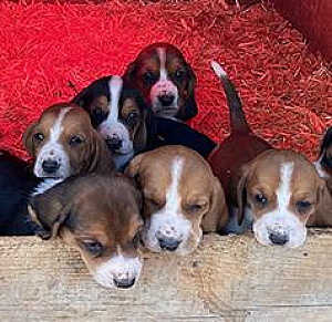 BASSET PUPPIES