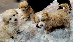 FIVE ADORABLE MALTIPOO PUPPIES
