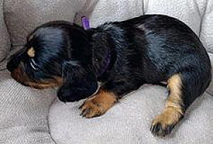 LONG HAIR & SMOOTH DACHSHUND PUPPIES