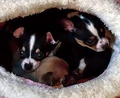 POCKET PUPPIES FOR CHRISTMAS