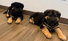 GERMAN SHEPHERD PUPPIES 