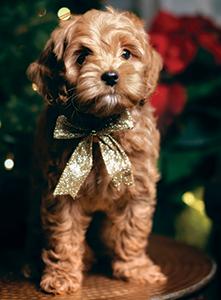 MULTIGENERATIONAL AUSTRALIAN LABRADOODLES