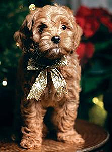 MULTIGENERATIONAL AUSTRALIAN LABRADOODLES