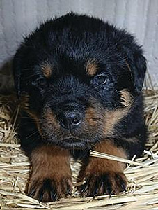 AKC ROTTWEILLER PUPPIES 