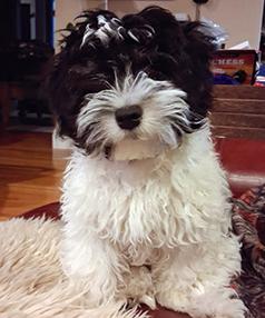 MALTESE/ HAVANESE MIX MALE PUPPY