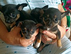 PUREBRED CHIHUAHUA PUPPIES