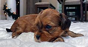 ADORABLE DORKIE PUPPIES!