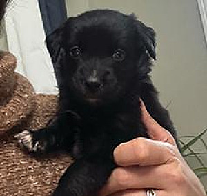 MINI AUSSIE/ DOODLES 