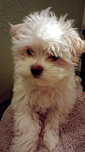 PURE MALTESE BOY READY FOR NEW HOME!