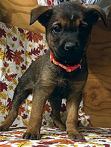 READY FOR FUREVER HOMES!