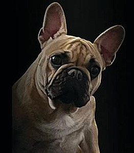 RETIRED SHOW FRENCH BULLDOGS