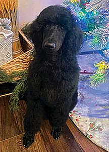 TWO FEMALE BLACK STANDARD POODLE PUPPIES