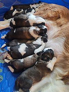 SAINT BERNARD PUPPIES